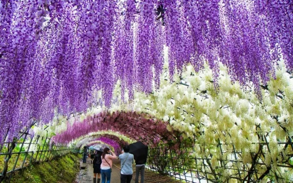 Ashikaga Flower Park: Chiêm ngưỡng vườn hoa tử đằng đẹp nhất Nhật Bản