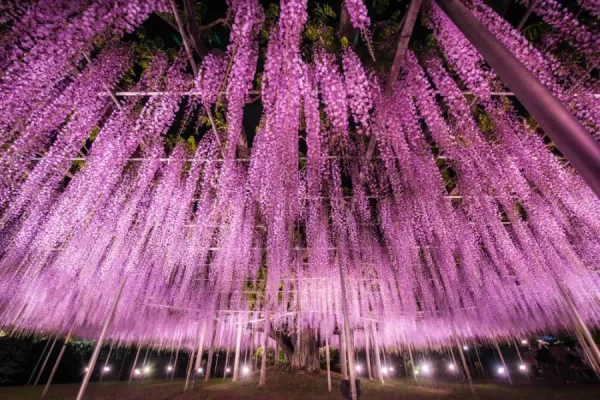 Ashikaga Flower Park: Chiêm ngưỡng vườn hoa tử đằng đẹp nhất Nhật Bản