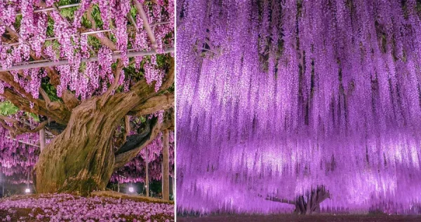 Ashikaga Flower Park: Chiêm ngưỡng vườn hoa tử đằng đẹp nhất Nhật Bản