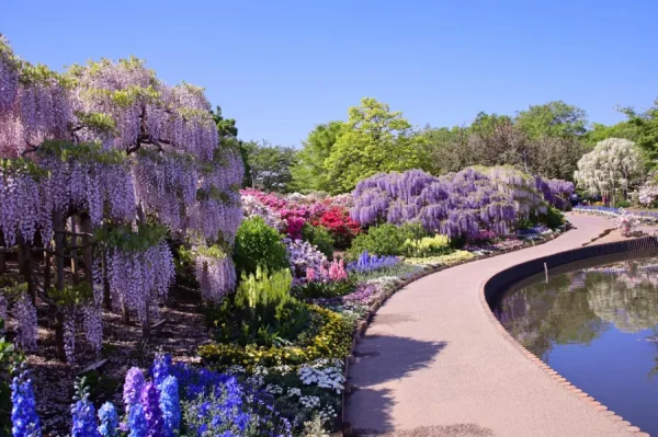 Ashikaga Wisteria Festival: Bản Giao Hưởng Sắc Tím Của Mùa Xuân Nhật Bản