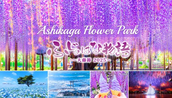Ashikaga Wisteria Festival: Bản Giao Hưởng Sắc Tím Của Mùa Xuân Nhật Bản