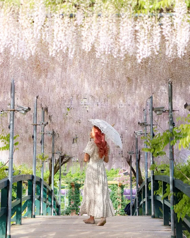 Ashikaga Wisteria Festival: Bản Giao Hưởng Sắc Tím Của Mùa Xuân Nhật Bản