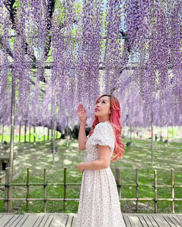 Ashikaga Wisteria Festival: Bản Giao Hưởng Sắc Tím Của Mùa Xuân Nhật Bản