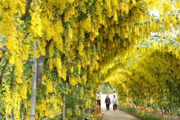 Ashikaga Wisteria Festival: Bản Giao Hưởng Sắc Tím Của Mùa Xuân Nhật Bản