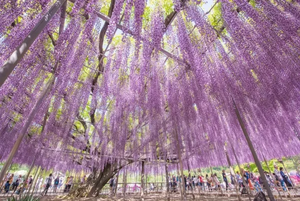 Ashikaga Wisteria Festival: Bản Giao Hưởng Sắc Tím Của Mùa Xuân Nhật Bản