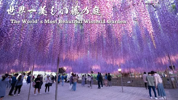 Ashikaga Wisteria Festival: Bản Giao Hưởng Sắc Tím Của Mùa Xuân Nhật Bản