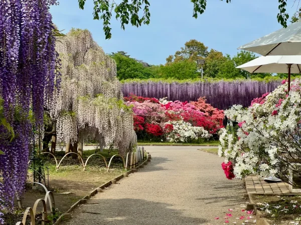 Ashikaga Wisteria Festival: Bản Giao Hưởng Sắc Tím Của Mùa Xuân Nhật Bản