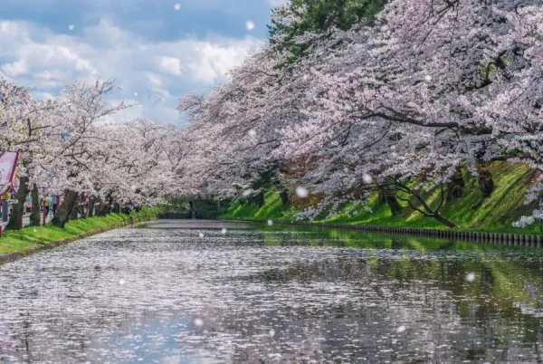 Hirosaki Park: Bản giao hưởng giữa lịch sử, thiên nhiên và văn hóa