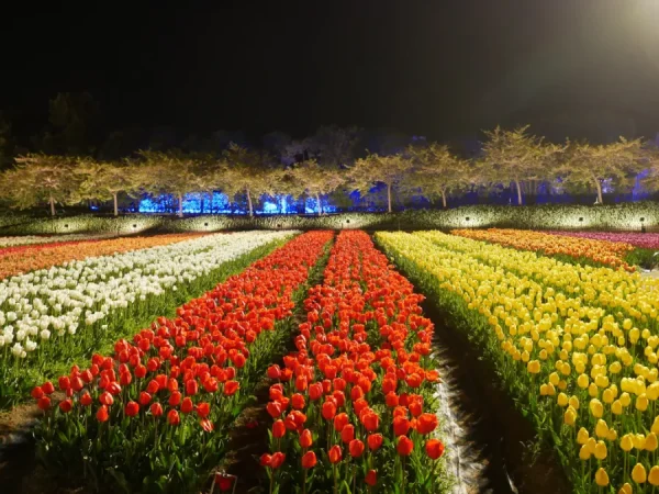 Nabana no Sato: Bản giao hưởng ánh sáng giữa lòng Nhật Bản