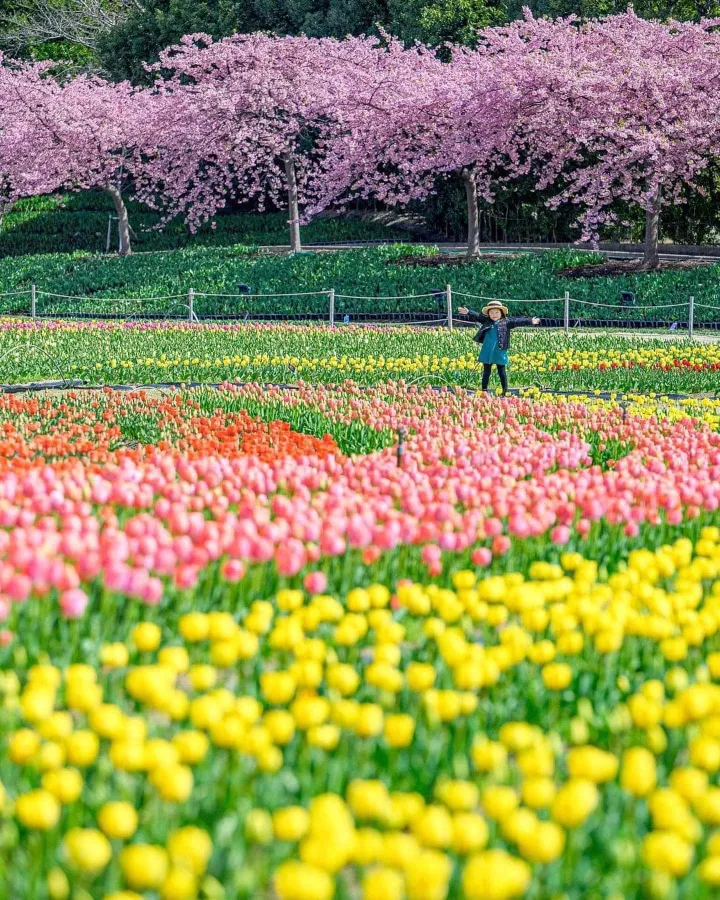 Nabana no Sato: Bản giao hưởng ánh sáng giữa lòng Nhật Bản