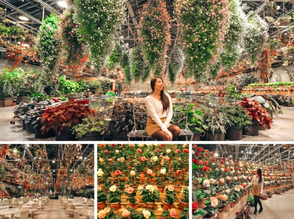 Nabana no Sato: Bản giao hưởng ánh sáng giữa lòng Nhật Bản