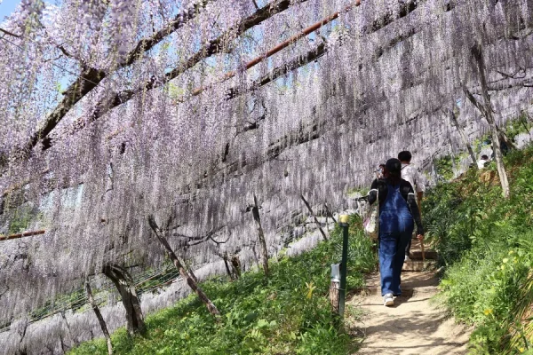 Khám phá 7 địa điểm ngắm hoa tử đằng ở Tochigi Công viên Akagi Nanmen Senbonzakura