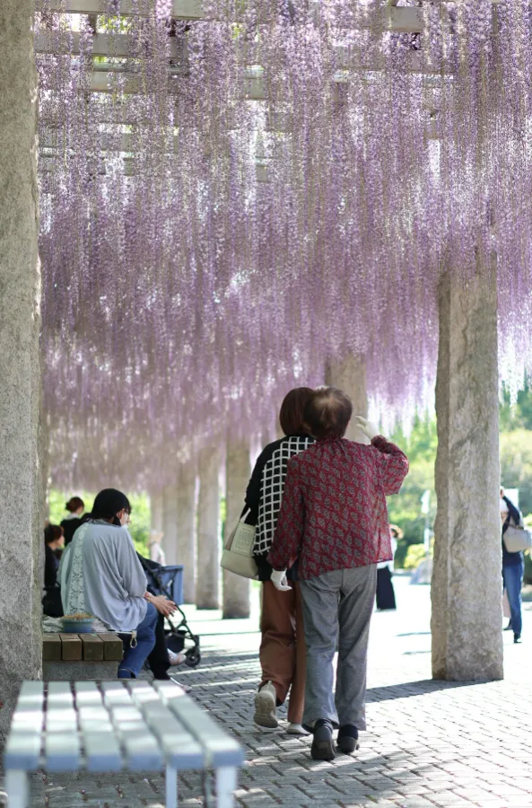 Khám phá 7 địa điểm ngắm hoa tử đằng ở Tochigi Công viên Akagi Nanmen Senbonzakura