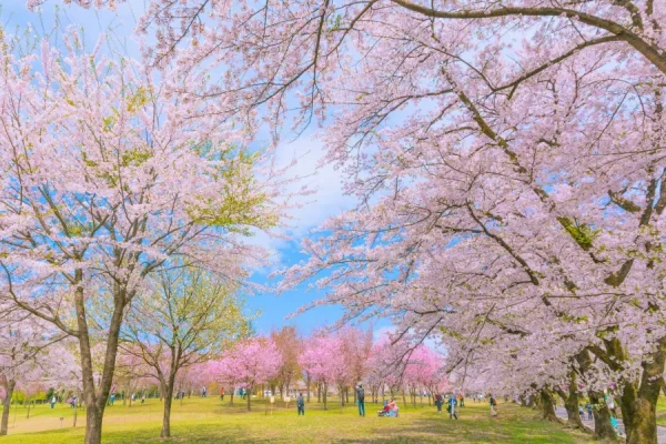 Khám phá 7 địa điểm ngắm hoa tử đằng ở Tochigi Công viên Akagi Nanmen Senbonzakura