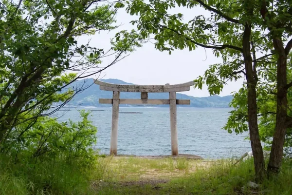 Hoa Đỗ Quyên Nhật Bản (Tsutsuji)