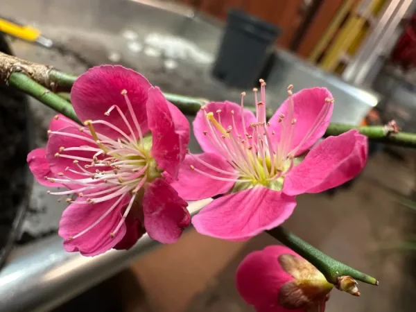 Top 9 Địa điểm ngắm hoa mơ Nhật Bản (Ume) Hot nhất