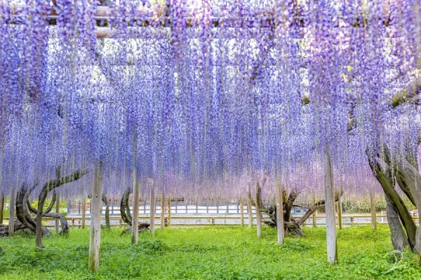 Đền Byodo-in | địa điểm ngắm hoa tử đằng Nhật Bản