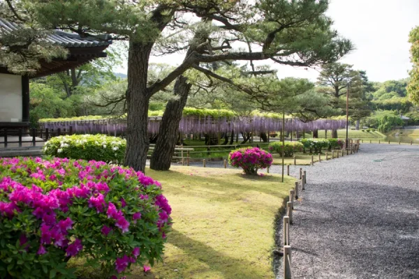 Hoa Đỗ Quyên Nhật Bản (Tsutsuji)