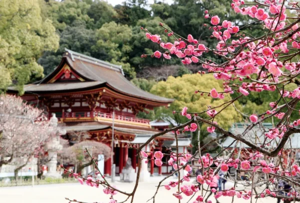 Top 9 Địa điểm ngắm hoa mơ Nhật Bản (Ume) Hot nhất