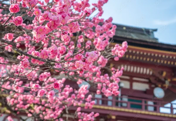 Top 9 Địa điểm ngắm hoa mơ Nhật Bản (Ume) Hot nhất