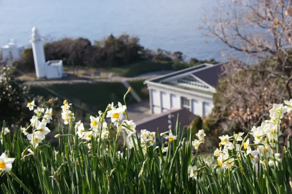 Hoa Thủy Tiên Nhật Bản (Suisen): Sứ Giả Tinh Khôi Của Mùa Xuân Sớm Top địa điểm ngắm Hoa Thủy Tiên đẹp nhất ở Nhật Bản