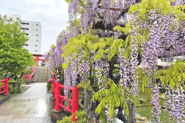 Top 7 địa điểm ngắm hoa tử đằng ở Tokyo Nhật Bản