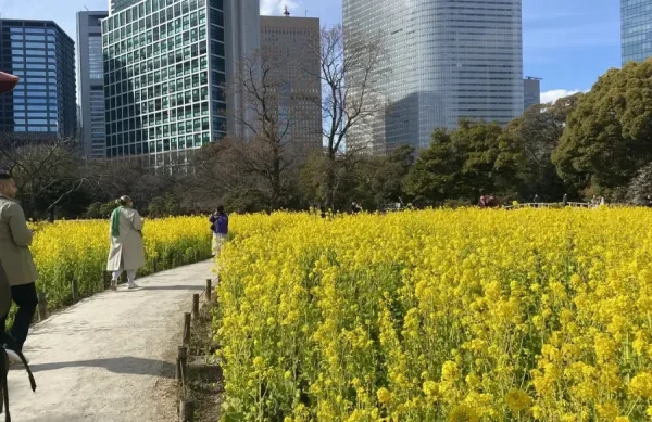 Hoa Cải Dầu Nhật Bản (Nanohana): Vệt Nắng Rực Rỡ Báo Hiệu Xuân Thì