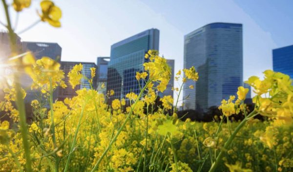 Hoa Cải Dầu Nhật Bản (Nanohana): Vệt Nắng Rực Rỡ Báo Hiệu Xuân Thì