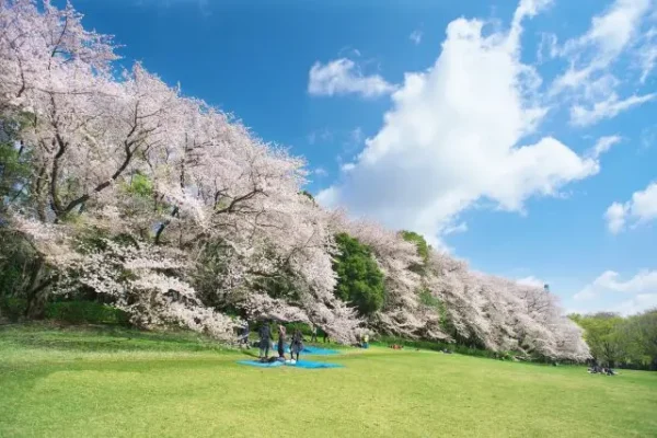 Top 9 Địa điểm ngắm hoa mơ Nhật Bản (Ume) Hot nhất