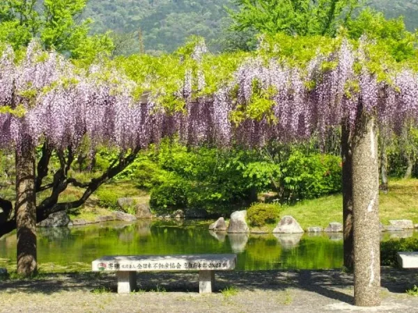 Đền Heian Jingu | địa điểm ngắm hoa tử đằng Nhật Bản