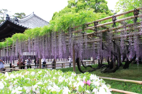 Đền Heian Jingu | địa điểm ngắm hoa tử đằng Nhật Bản