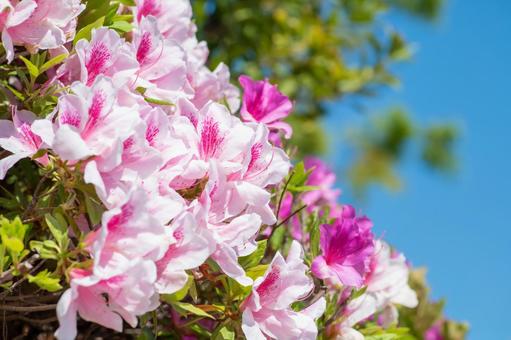 Hoa Đỗ Quyên Nhật Bản (Tsutsuji)