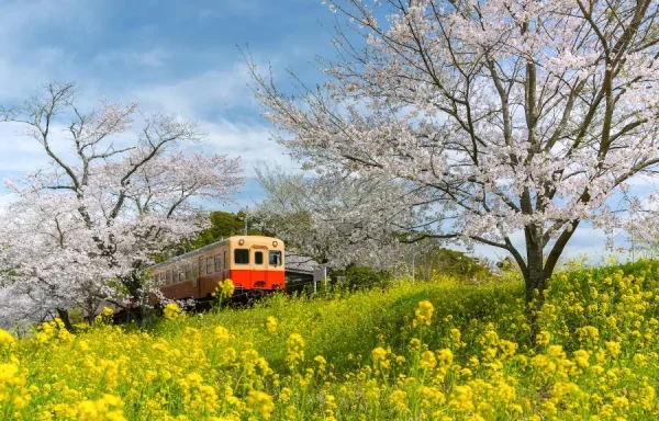 Hoa Cải Dầu Nhật Bản (Nanohana): Vệt Nắng Rực Rỡ Báo Hiệu Xuân Thì