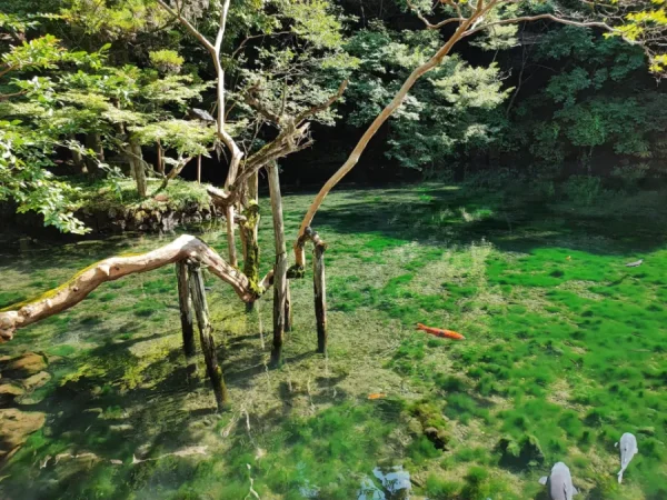 Khám phá 7 địa điểm ngắm hoa tử đằng ở Tochigi Đền Izuruhara Benten