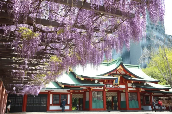 Đền Jindaiji | địa điểm ngắm hoa tử đằng Nhật Bản