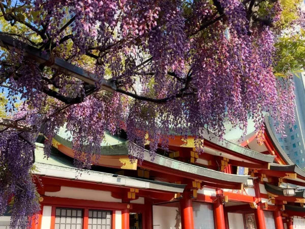 Đền Jindaiji | địa điểm ngắm hoa tử đằng Nhật Bản