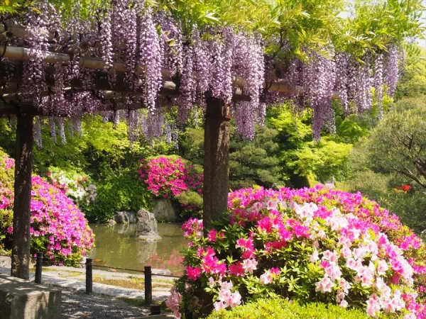 Top 7 địa điểm ngắm hoa tử đằng ở Kyoto "siêu đẹp"