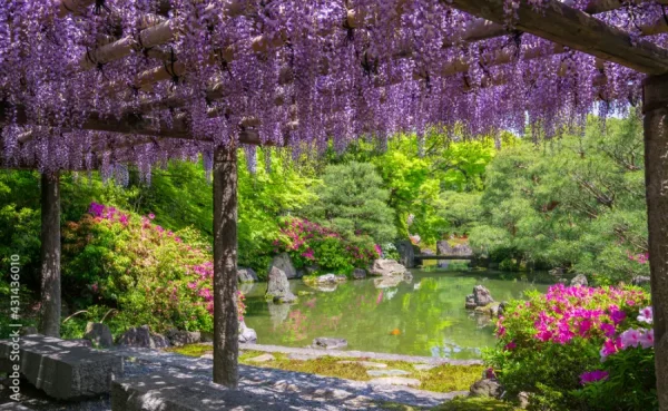 Top 7 địa điểm ngắm hoa tử đằng ở Kyoto "siêu đẹp"