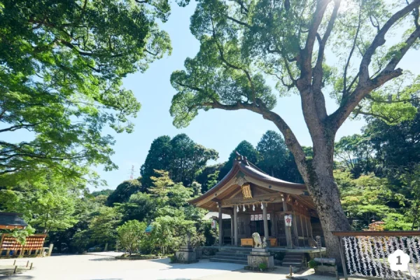 Top 7 địa điểm ngắm hoa từ đằng ở Fukuoka Nhật Bản địa điểm ngắm hoa từ đằng ở Fukuoka Nhật Bản