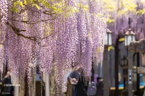 Top 7 địa điểm ngắm hoa từ đằng ở Fukuoka Nhật Bản địa điểm ngắm hoa từ đằng ở Fukuoka Nhật Bản