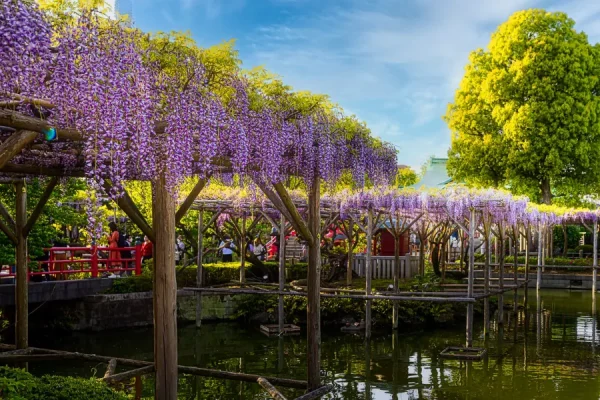 | địa điểm ngắm hoa tử đằng Nhật Bản