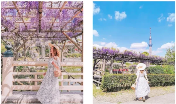 Công viên Kameido Tenjin | địa điểm ngắm hoa tử đằng Nhật Bản