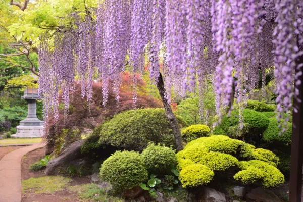 Đền Kannonji | địa điểm ngắm hoa tử đằng Nhật Bản