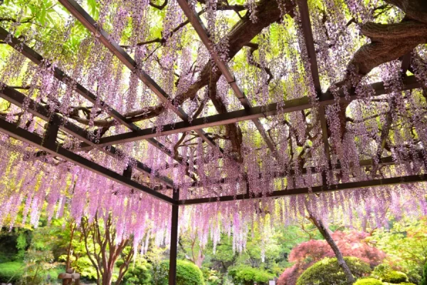 Đền Kannonji | địa điểm ngắm hoa tử đằng Nhật Bản