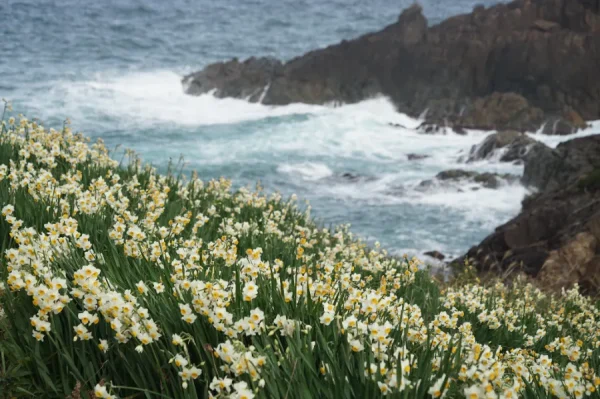 Hoa Thủy Tiên Nhật Bản (Suisen): Sứ Giả Tinh Khôi Của Mùa Xuân Sớm Top địa điểm ngắm Hoa Thủy Tiên đẹp nhất ở Nhật Bản