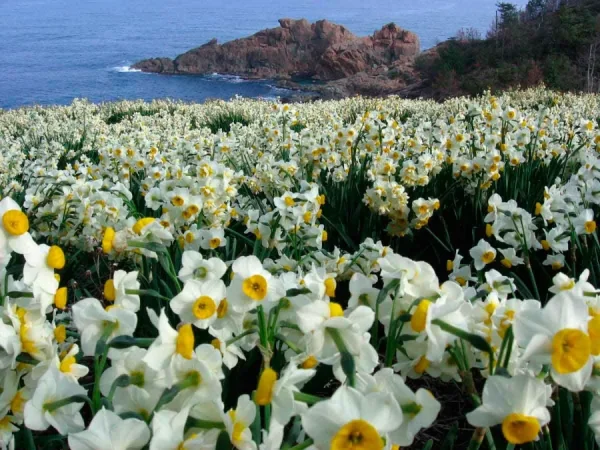 Hoa Thủy Tiên Nhật Bản (Suisen): Sứ Giả Tinh Khôi Của Mùa Xuân Sớm Top địa điểm ngắm Hoa Thủy Tiên đẹp nhất ở Nhật Bản