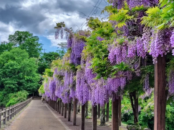 Công viên Kenrindo | địa điểm ngắm hoa tử đằng Nhật Bản