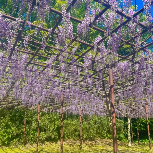 Công viên Kenrindo | địa điểm ngắm hoa tử đằng Nhật Bản