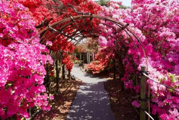 Hoa Đỗ Quyên Nhật Bản (Tsutsuji)