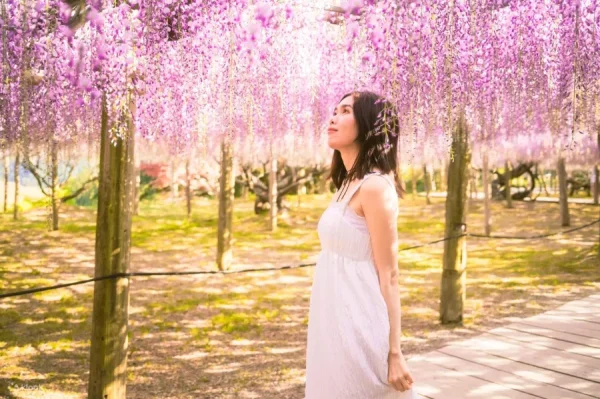 Top 7 địa điểm ngắm hoa từ đằng ở Fukuoka Nhật Bản địa điểm ngắm hoa từ đằng ở Fukuoka Nhật Bản